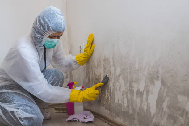 Best Mold Remediation for Healthcare Facilities  in Angleton, TX
